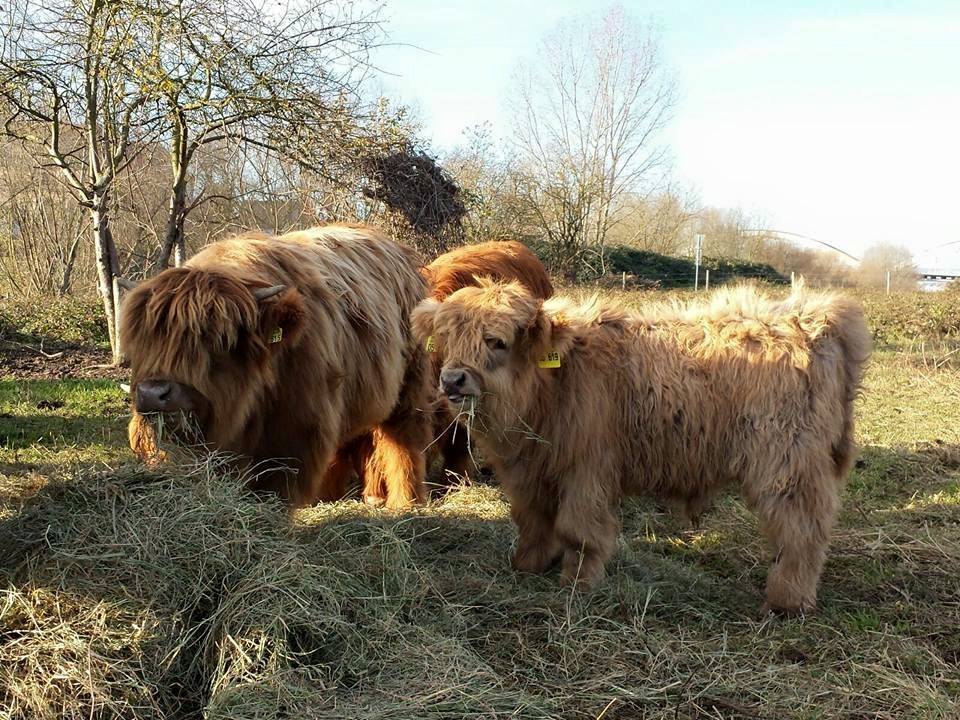 Highland Cattles bei der Fütterung