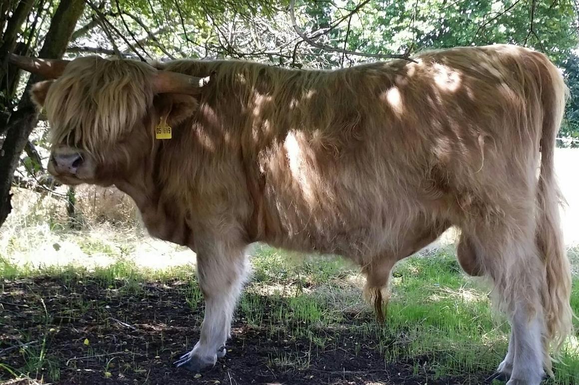 Highland Cattle sucht Schutz vor der Hitze