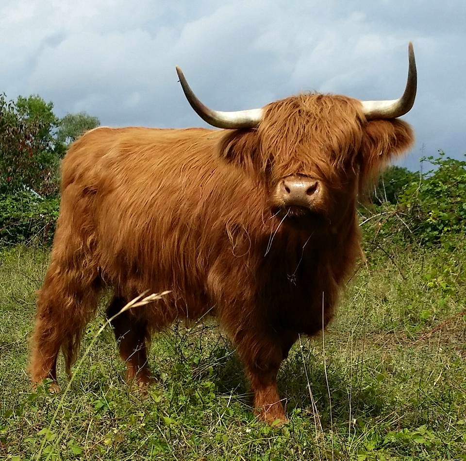 Highland Cattle Urellia